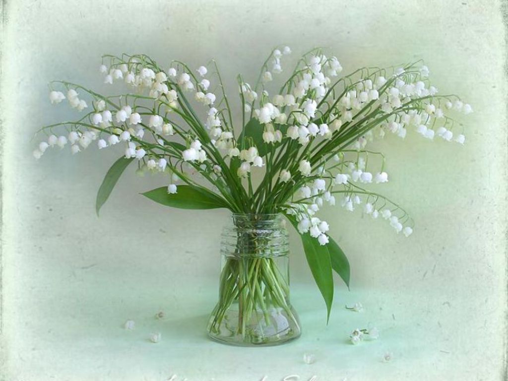 lily-of-the-valley-for-katica-crozg